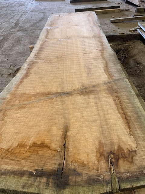 Cedar of Lebanon 03049