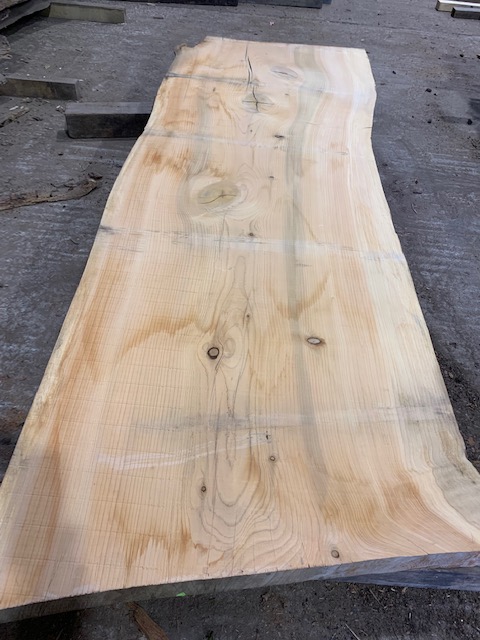 Cedar of Lebanon 03076