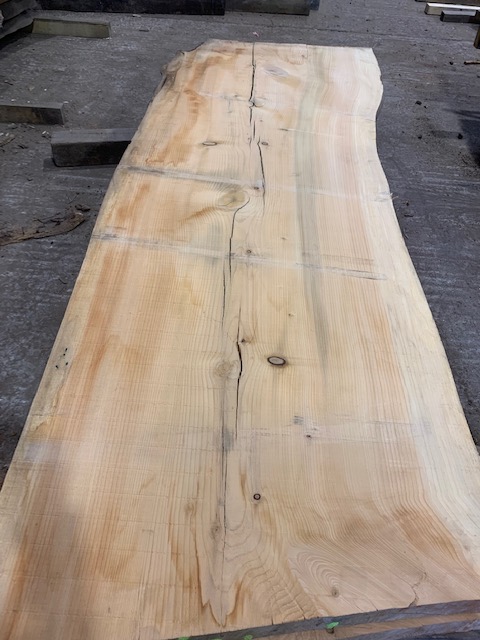 Cedar of Lebanon 03077