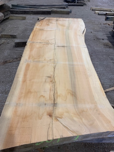 Cedar of Lebanon 03078