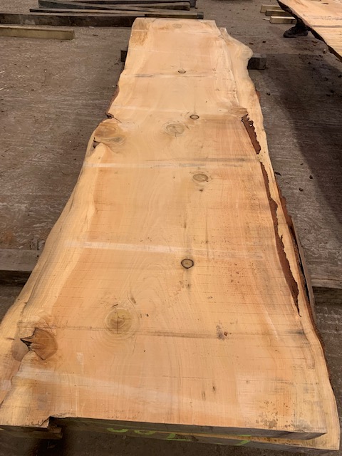 Cedar of Lebanon 03245