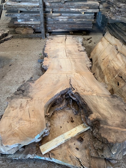 Burr Elm 03310