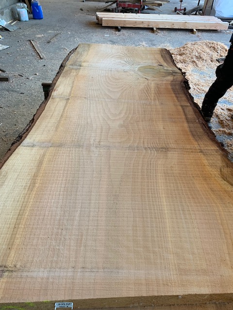 Cedar of Lebanon 03532